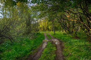 4413663730.jpg