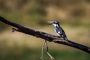 20110704-_MG_6193.jpg