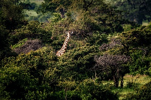 Andrew Beck - Mwagausi Camp - Ruaha NP-9.jpg